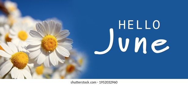 Hello June. Beautiful blooming chamomiles on blue background, banner design 
