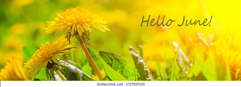 Hello june flowers. Banner hello june. New season. Summer. Dandelions. Yellow summer flowers. Dandelions flowers with place for text. Bright yellow flowers and green grass.