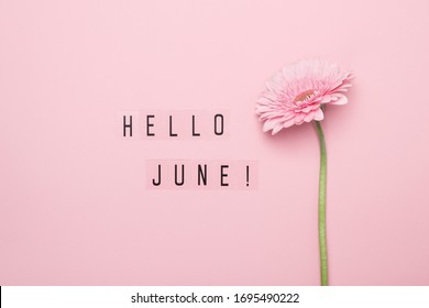 Hello June Text And Pink Gerbera Flower On Pink Background. Hello June Concept.