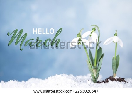 Hello March card. Beautiful spring flowers growing through snow