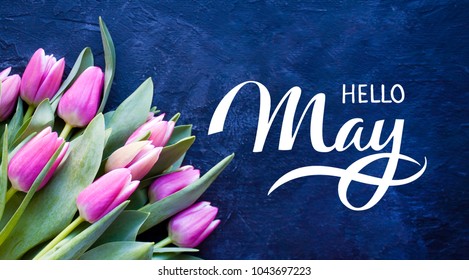 Hello May Hand Lettering Card. Spring Tulip Flowers On Dark Blue Background.