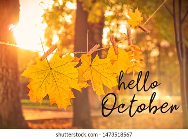 Hello october. autumn natural background. garland of yellow maple leaves in park. beautiful autumnal sunny landscape. symbol of golden fall season.  - Shutterstock ID 1473518567