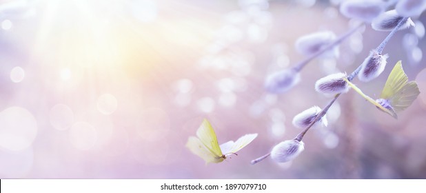 Hello spring banner blurred background; spring flowers and flying butterflies on the Sunrise sky background