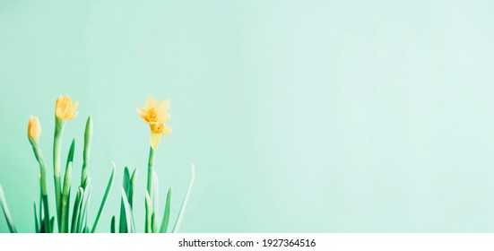 Hello Spring. Beautiful Spring banner with fresh yellow daffodil flowers against light green background. Spring flowers in soft morning sunlight. Space for text. Greeting cards. Bouquet flowers