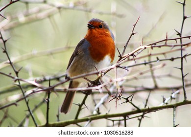Hello spring! Beautiful red breasted robin, chirping in the early morning sunshine. Handsome red breasted robin puffs out chest sitting on thorny branch. Dorset, U.K.
