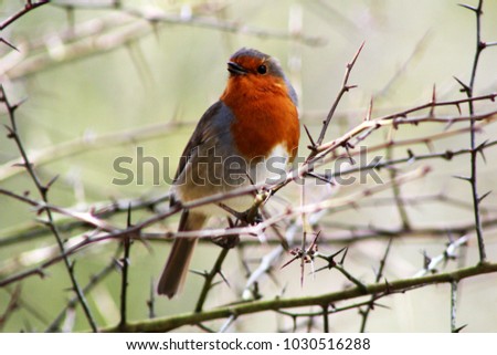 Hello spring! Beautiful red breasted robin, chirping in the early morning sunshine. Handsome red breasted robin puffs out chest sitting on thorny branch. Dorset, U.K.