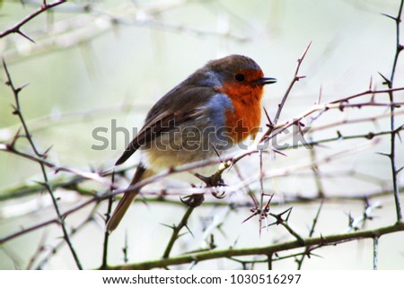 Hello spring! Beautiful red breasted robin, chirping in the early morning sunshine. Handsome red breasted robin puffs out chest sitting on thorny branch. Dorset, U.K.