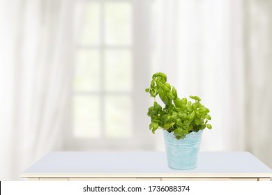 Hello spring concept. Compostion of fresh green basil herb in a blue metal pot on sunny kitchen table with view on a abstract blurred curtain background. Space for your design. - Powered by Shutterstock