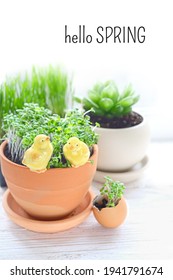 Hello Spring. Cute Chickens Toys In Pot With Plans. Spring Season. Micro Greens, Cress-salad, Healthy Eco Organic Food. Home Garden