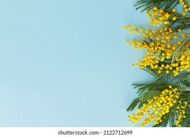 Hello spring flat lay. 8 march. Stylish mimosa flowers on blue background with space for text. Happy womens day and Happy Mothers day greeting card template. Beautiful blooming mimosa