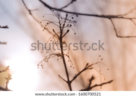 Image, Stock Photo nature Nature Plant Garden