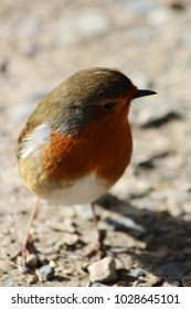 Hello Spring Robin! Cheeky curious robin exploring in the morning sunlight. Beautiful confident robin with bright red breast. Dorset, U.K.