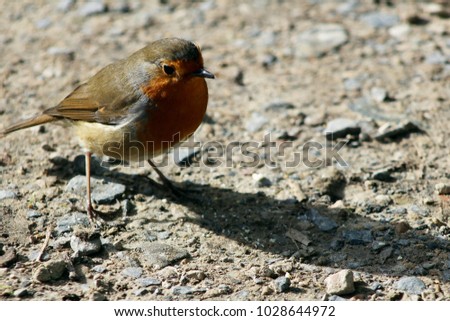 Hello Spring Robin! Cheeky curious robin exploring in the morning sunlight. Beautiful confident robin with bright red breast. Dorset, U.K.