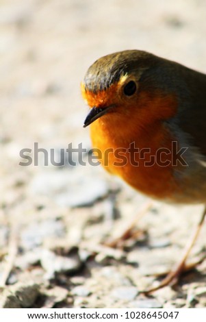 Hello Spring Robin! Cheeky curious robin exploring in the morning sunlight. Beautiful confident robin with bright red breast. Dorset, U.K.