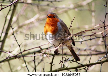 Hello Spring Robin! Cheeky curious robin exploring in the morning sunlight. Beautiful confident robin with bright red breast. Dorset, U.K.