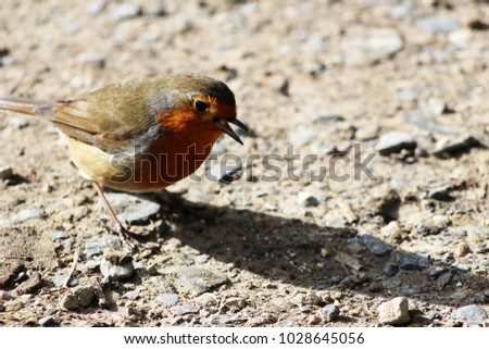 Hello Spring Robin! Cheeky curious robin exploring in the morning sunlight. Beautiful confident robin with bright red breast. Dorset, U.K.
