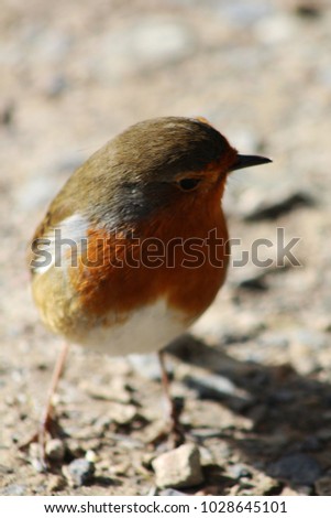 Hello Spring Robin! Cheeky curious robin exploring in the morning sunlight. Beautiful confident robin with bright red breast. Dorset, U.K.