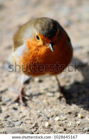 Hello Spring Robin! Cheeky curious robin exploring in the morning sunlight. Beautiful confident robin with bright red breast. Dorset, U.K.