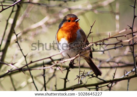 Hello Spring Robin! Cheeky curious robin exploring in the morning sunlight. Beautiful confident robin with bright red breast. Dorset, U.K.