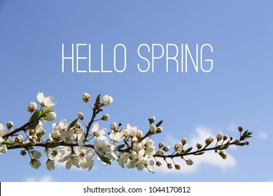 Hello Spring text and blossoming tree branch  on blue sky background. Spring equinox concept.