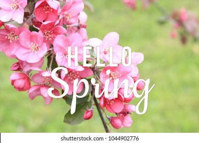 Hello Spring Text On Blooming Tree Branch Background. March, April, May, 
Spring Equinox Concept. 