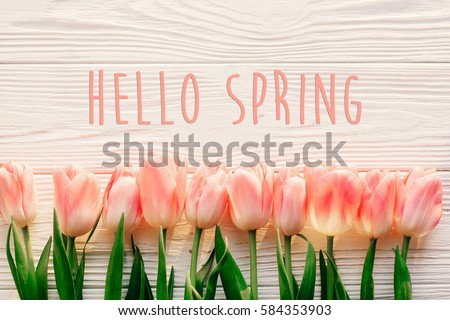 hello spring text sign, beautiful pink tulips on white rustic wooden background flat lay. flowers in soft morning sunlight with space for text. greeting card concept