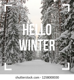 Hello Winter Text On A Snowy Forest Background. 