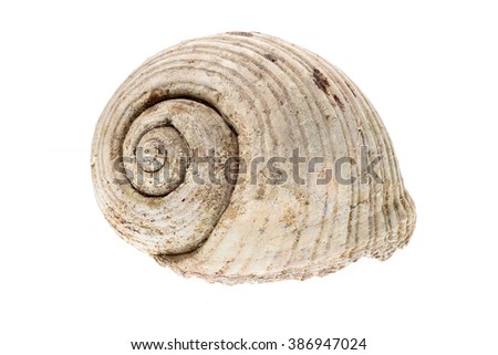 Helmet sea shell - Tonna Galea or Tun Shell. Empty house of a sea snail.  Sea shell with twisted canal from Adriatic or Mediterranean Sea - Croatia, Greece or Spain. Isolated on white