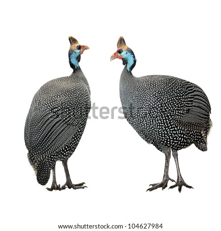 Helmeted guinea fowl (Numida meleagris) isolated against white background. selective focus.