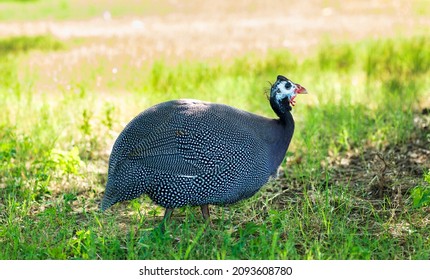 Helmeted Guinea fowl in the shade of tree