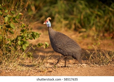 Helmeted Guineafowl