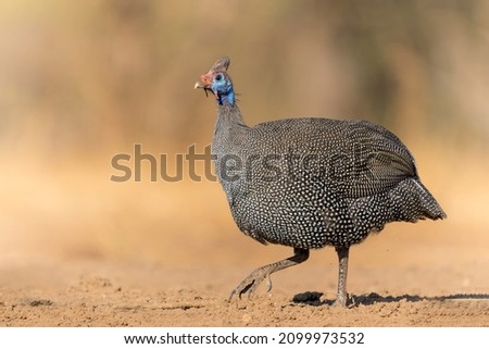 Helmeted Guineafowl (Numida meleagris) coming to a waterhole for water and food in a game reserve in the Tuli Block in Botswana
