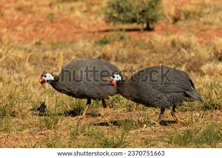 The Helmeted Guineafowl (Numida meleagris) is a large-bodied, small-headed, slaty-gray gamebird perfectly lined with rows of hundreds of white spots