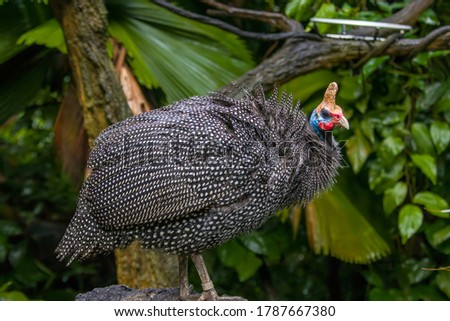 The helmeted guineafowl (Numida meleagris) stands alone.
It is native to Africa, mainly south of the Sahara, and has been widely introduced into the West Indies, Brazil, Australia and Europe