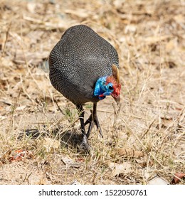 99 Crowned guinea fowl Images, Stock Photos & Vectors | Shutterstock