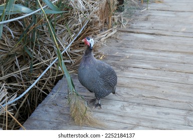 Helmeted guineafowl walks in the nature