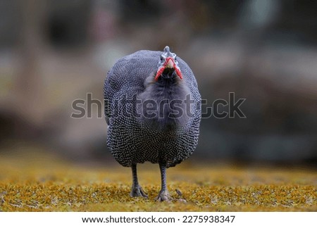 Helmeted guineafowl walks in the nature. High quality photo