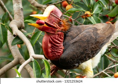 The Helmeted Hornbill