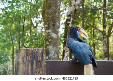 Helmeted Hornbill In The Forest