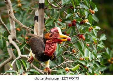 Helmeted Hornbill Rhinoplax Vigil