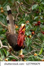 Helmeted Hornbill Rhinoplax Vigil