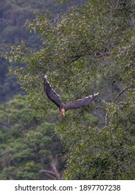 Helmeted Hornbill Rhinoplax Vigil In Flight