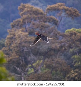 Helmeted Hornbill Rhinoplax Vigil In Flight