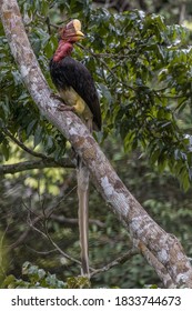 Helmeted Hornbill Rhinoplax Vigil - Male