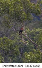 Helmeted Hornbill Rhinoplax Vigil Perch Far Away