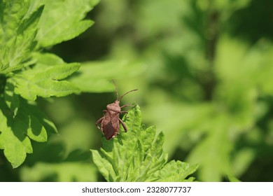 A helmeted squash bug on green leaves in summertime