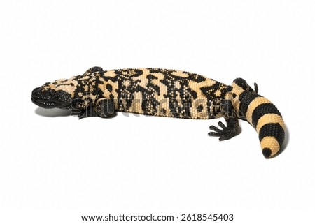 Heloderma suspectum isolated on a white background, Gila Monster isolated on white background
