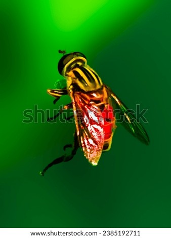 Helophilus pendulus
is a European hoverfly macro photo close up shot, dangling marsh