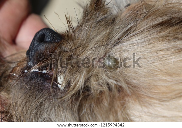 Help Clean Ticks Dogs Animals Wildlife Stock Image 1215994342,Denver Steak Wagyu
