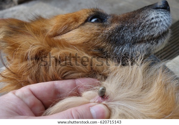 犬のダニを掃除するのを手伝って の写真素材 今すぐ編集